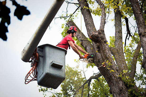 The Steps Involved in Our Tree Care Process in Altamonte Springs, FL